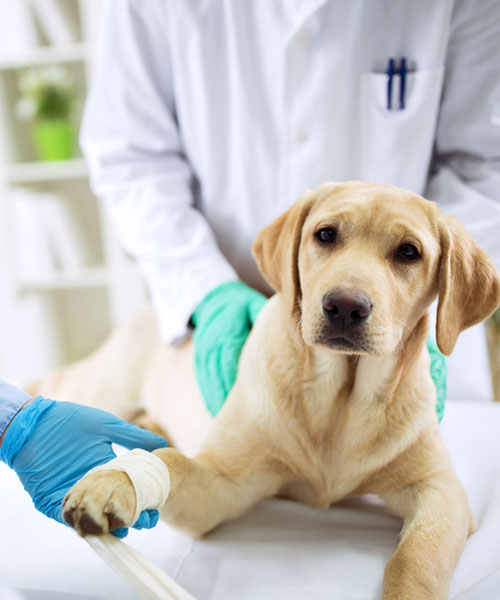 castration chien Argenton-sur-Creuse
