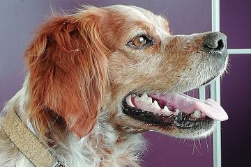 Chirurgie animaux Argenton-sur-Creuse