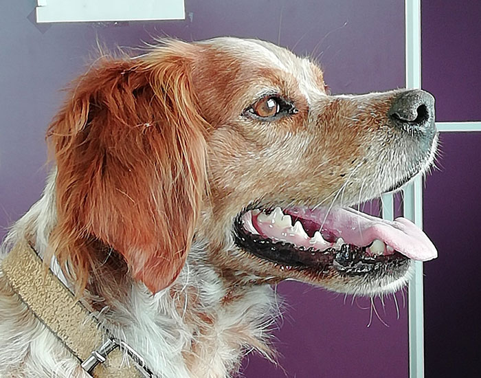 Chirurgie animaux Argenton-sur-Creuse