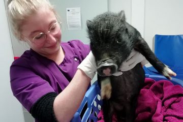 Radiologie animaux Argenton-sur-Creuse